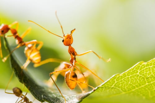Symbiotic Relationships within the Rainforest:
